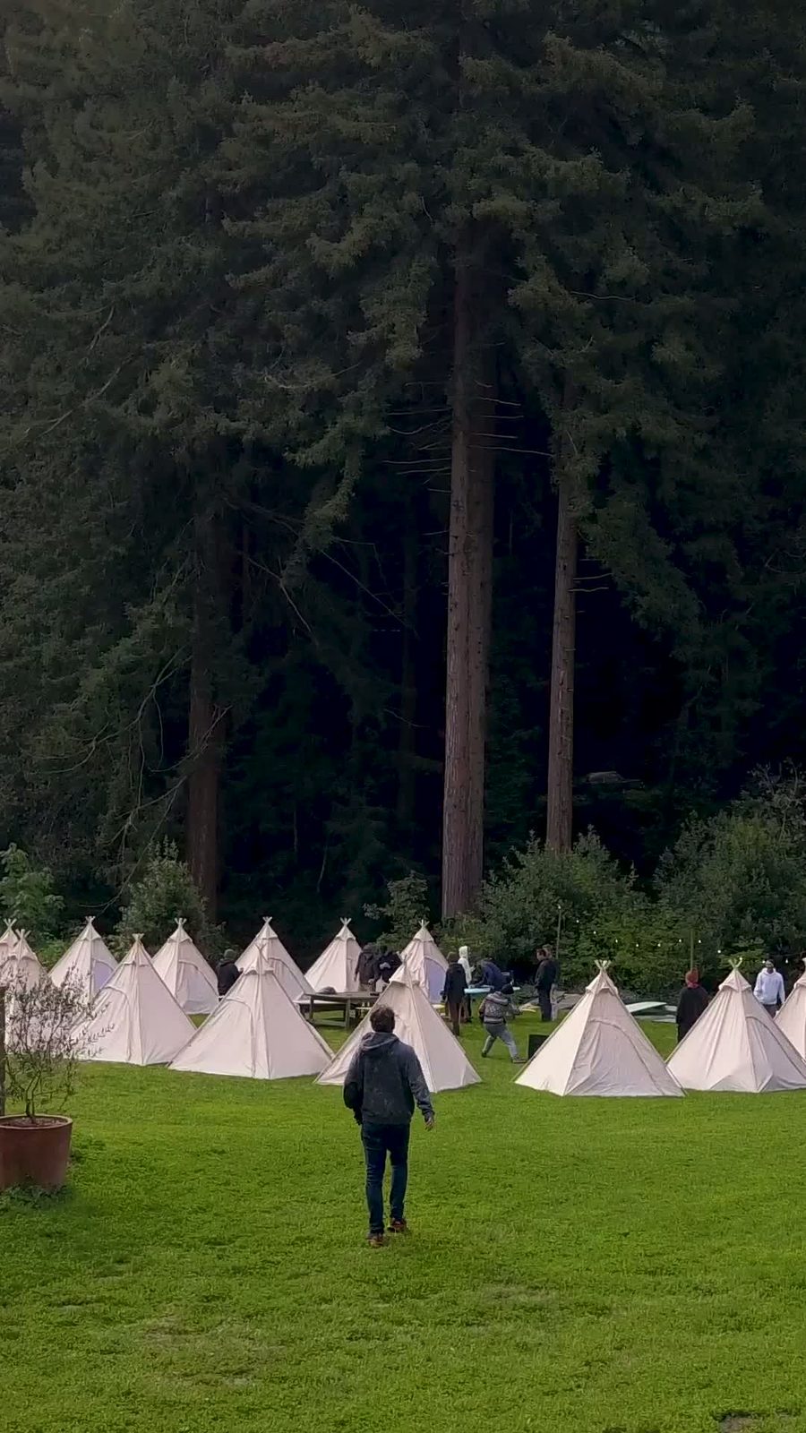 Canvas tents on a lawn beneath tall redwood trees